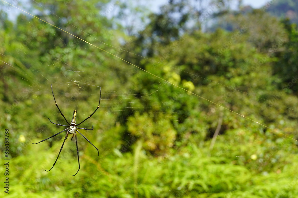 Spider in web