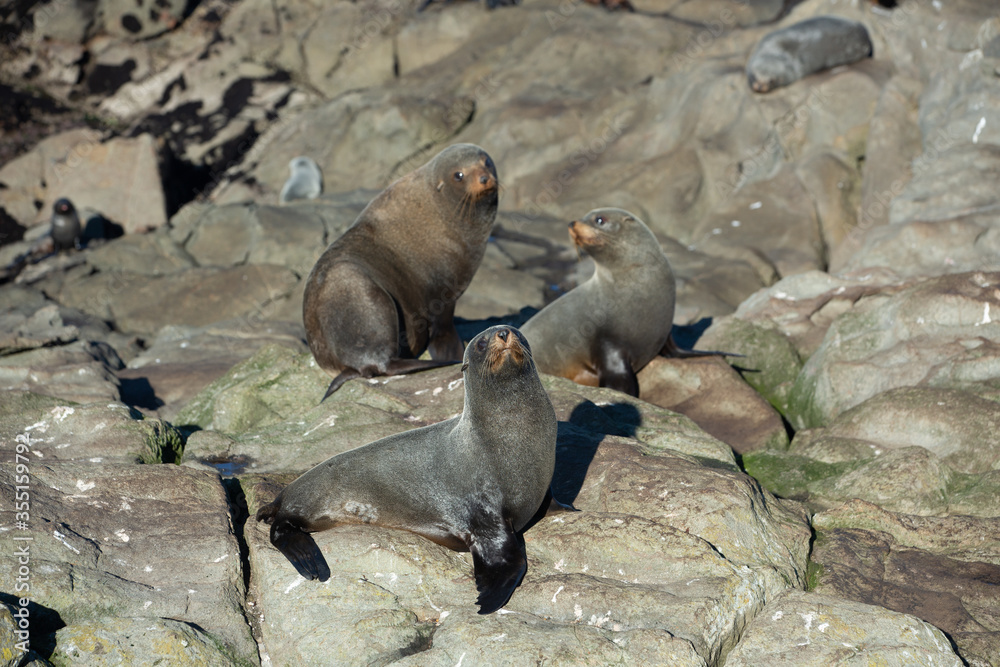 Fototapeta premium Seal. sea lion posing on a rock at Katiki Point Lighthouse, Moeraki, South island, New Zealand.