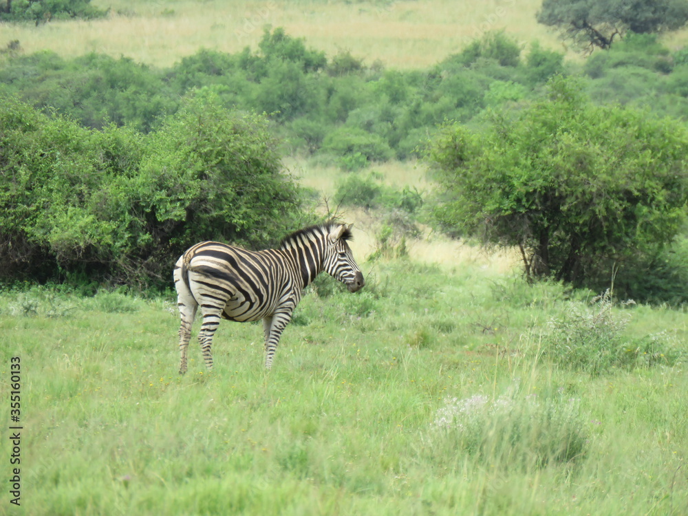 Obraz premium Zebra walking in the green grass fields
