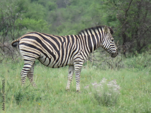 Zebra walking in the green grass fields