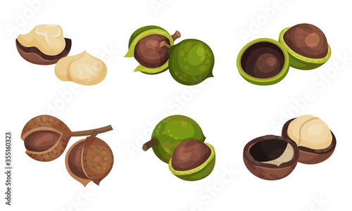 Macadamia Nut or Queensland Nut with Cracked Shell Vector Set