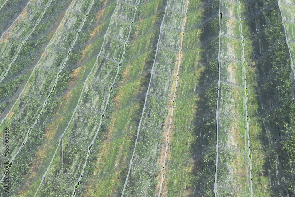 Hagelschutznetze über Obstbaumplantagen in Südtirol - Hagelschutz - Schutzmaßnahmen