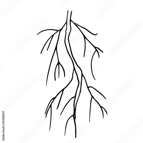 Root. A fibrous root system. Vector illustration of a contour isolated on a white background. For Botanical books and design