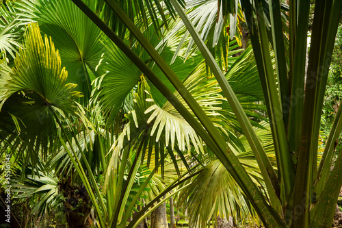 palm tree leaves