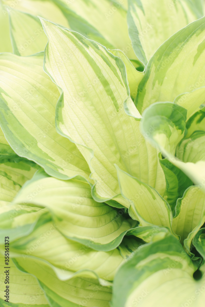 Obraz premium .Green leaves