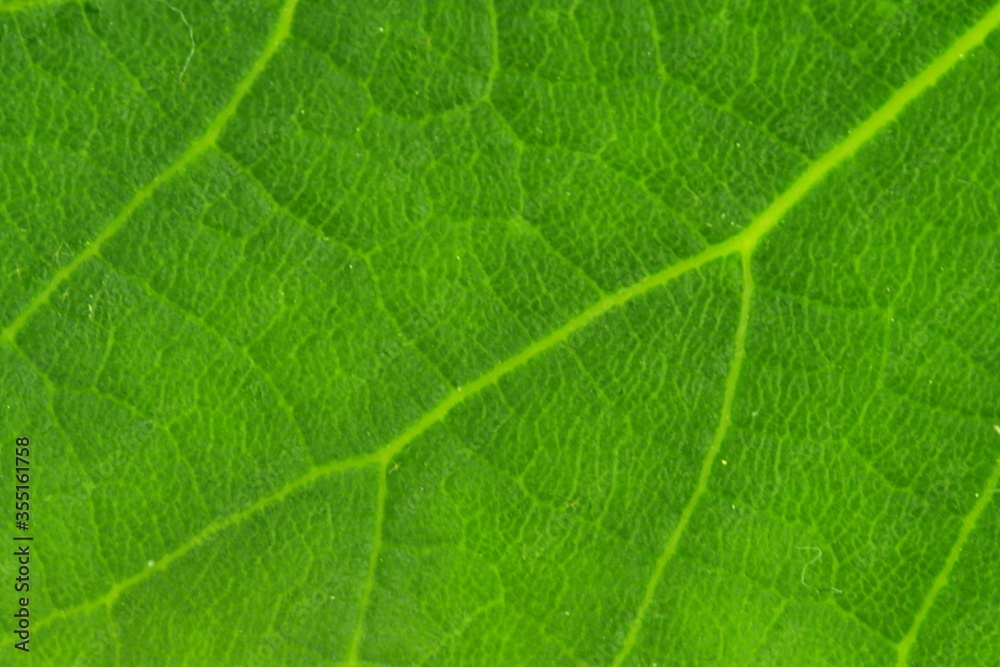 Fresh green leaf texture, leaf background, macro image. Front side of leaf. Close-up Fresh green leaf texture, leaf background, macro image. Front side of leaf. Close-up