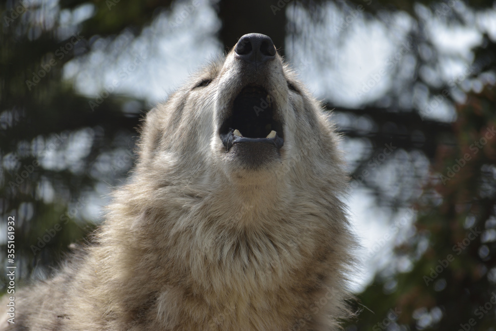Obraz premium 旭山動物園 オオカミ