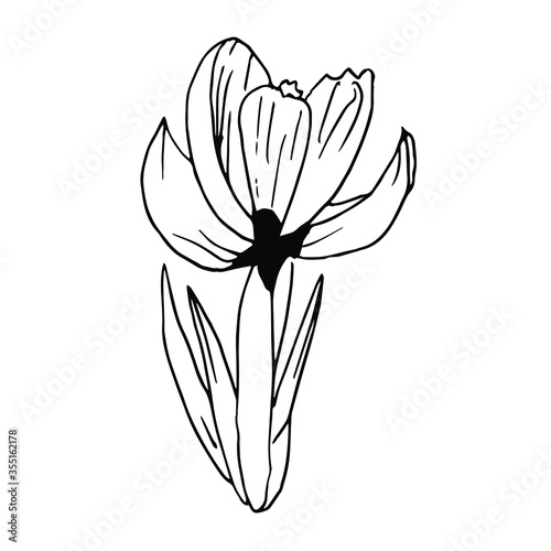 Single hand-drawn flower of Crocus. Doodle vector illustration. The floristic element for greeting cards, posters, stickers and seasonal design. Isolated on white background
