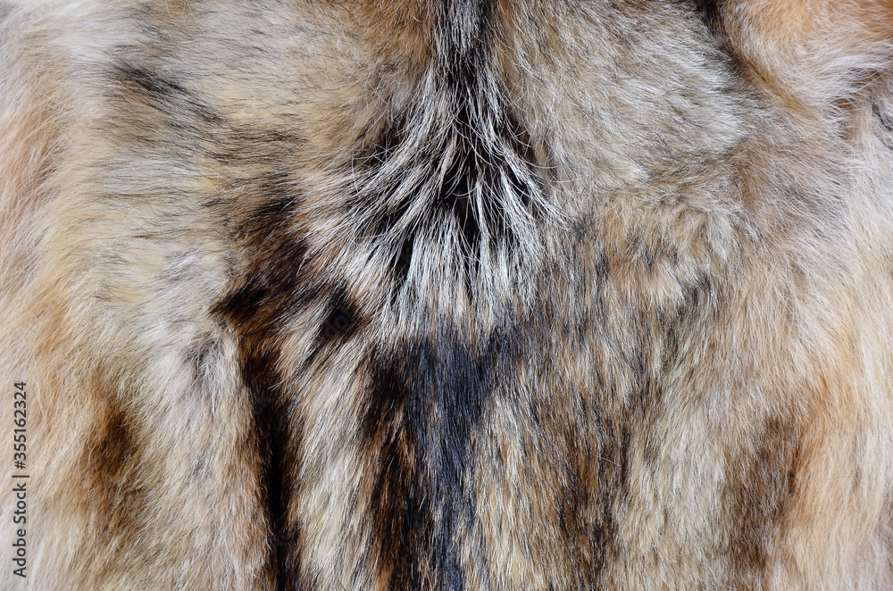 Wolf fur texture in black brown and beige tones Wolf fur texture in black brown and beige tones