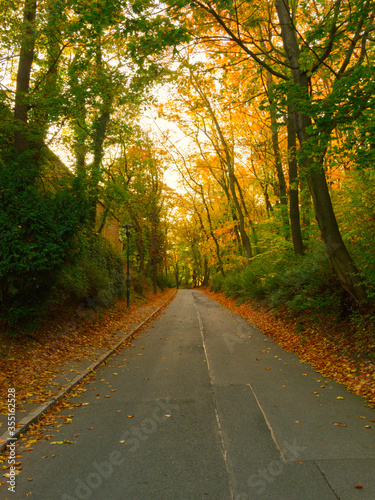 Road in the autumn park. Beautiful autumn landscape.