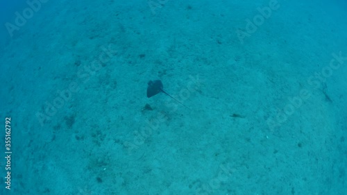 sting ray fish gymnura swimming underwater butterfly ray stingray underwater sand comes out of its back photo