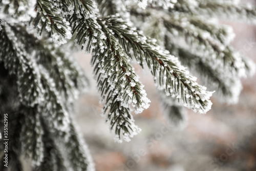 snow covered branches © EszterAnna