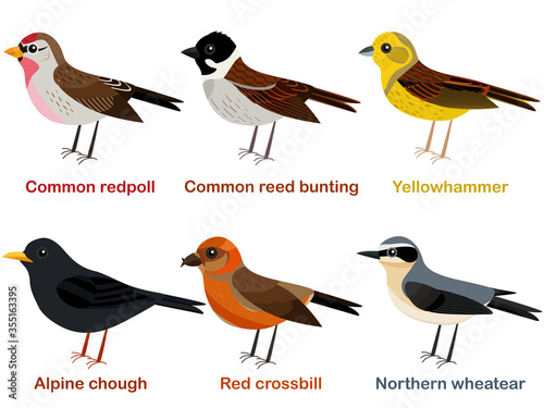 Vector illustration set of cute European bird cartoons - Common redpoll, Alpine Chough, Yellowhammer, Northern wheatear, Red crossbill, Common reed bunting