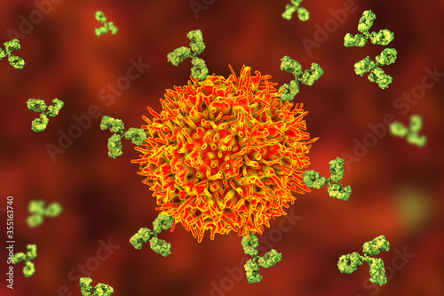 B-cell and antibodies