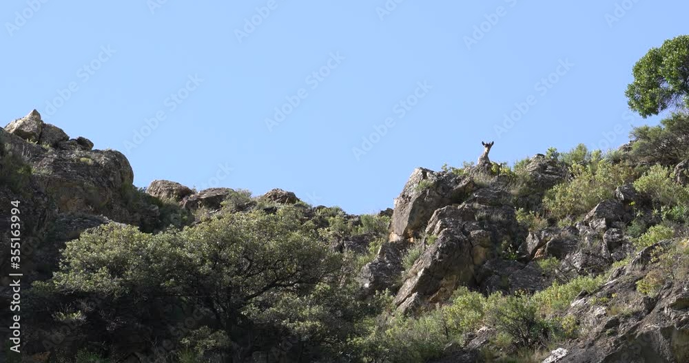 mountain goat resting and sunbathing on top of a rock mountain goat resting and sunbathing on top of a rock