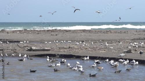 Amazing flock of birds and nest area at Lluta river wetlands in Arica at Atacama Desert coastline and awesome endangered place for migrating bird watching in front of the Pacific Ocean
 photo