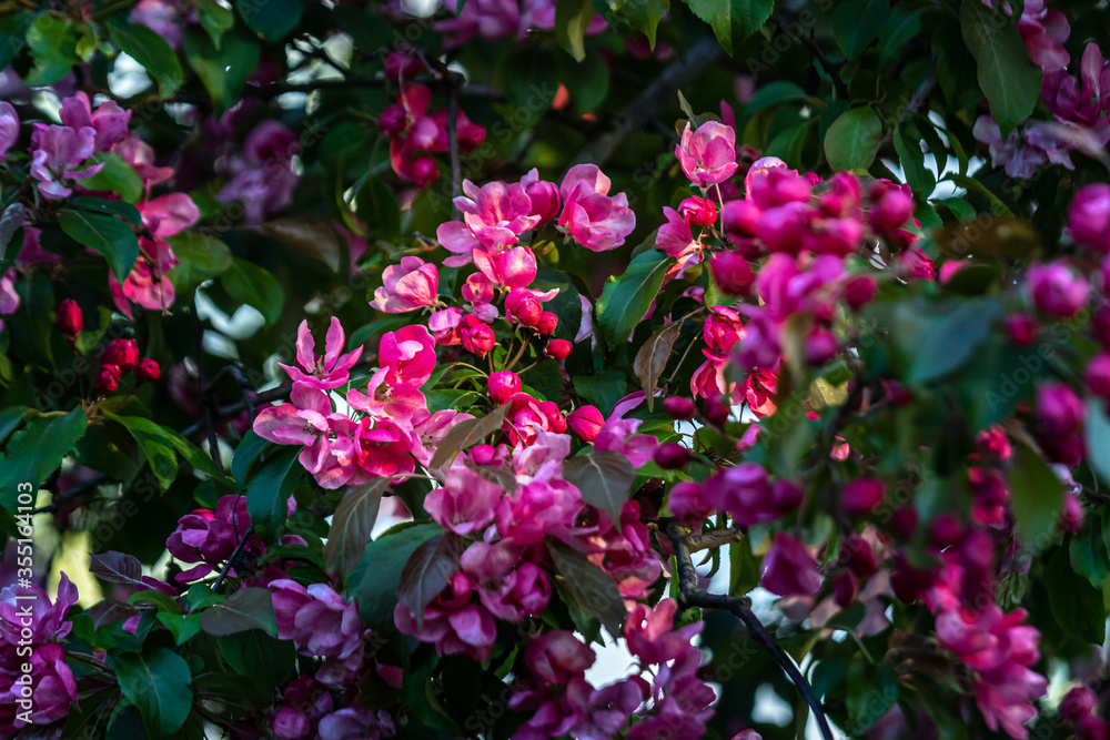 beautiful tree with pink flowers in summer beautiful tree with pink flowers in summer