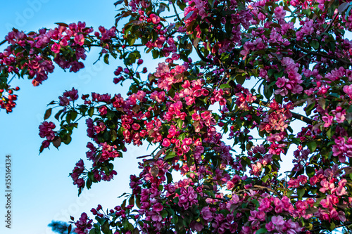 beautiful tree with pink flowers in summer © Anatolii