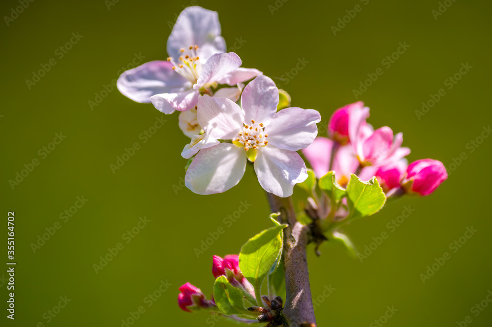 beautiful bloom of a seasonal plant in nature beautiful bloom of a seasonal plant in nature