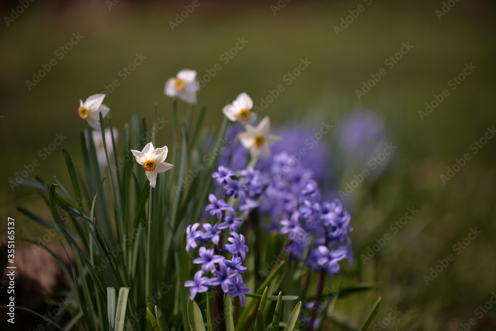 blue hyacinths blooming in the spring garden blue hyacinths blooming in the spring garden