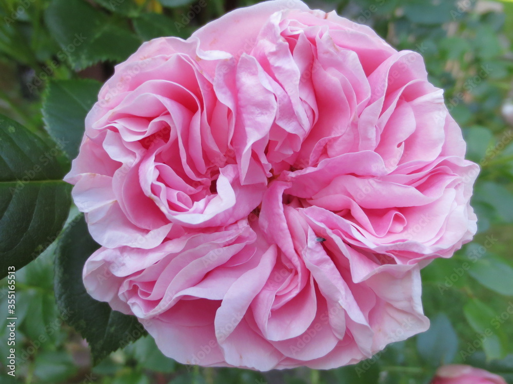 Rose Rose