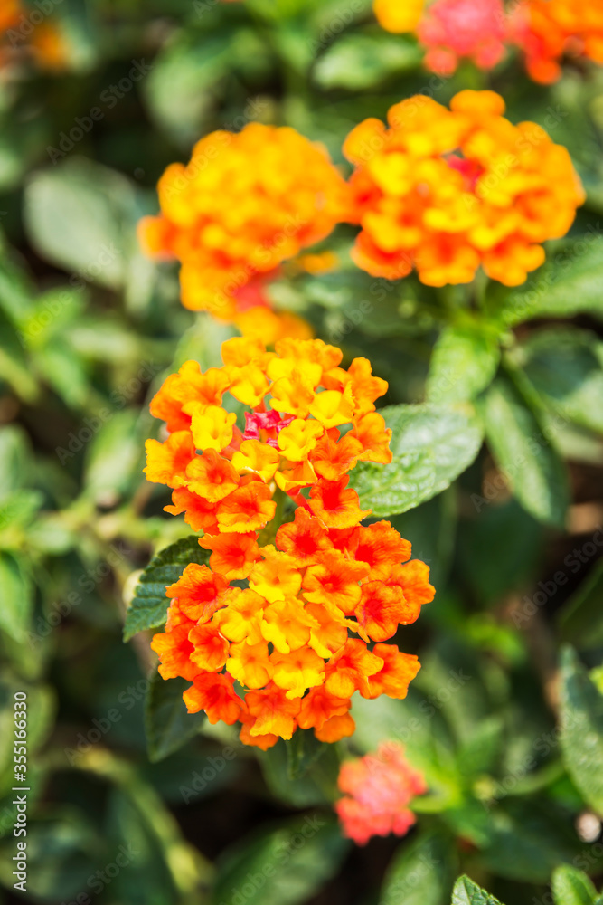 Beautiful Colorful Hedge Flower, Weeping Lantana, Lantana camara Linn Beautiful Colorful Hedge Flower, Weeping Lantana, Lantana camara Linn