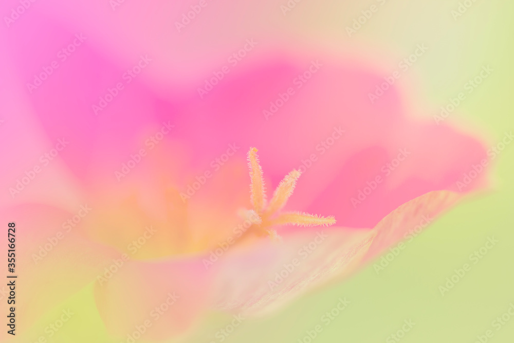 Fototapeta premium the flowers a color adjustment in soft style for background