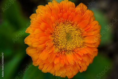 Close up of an orange calendula flower.