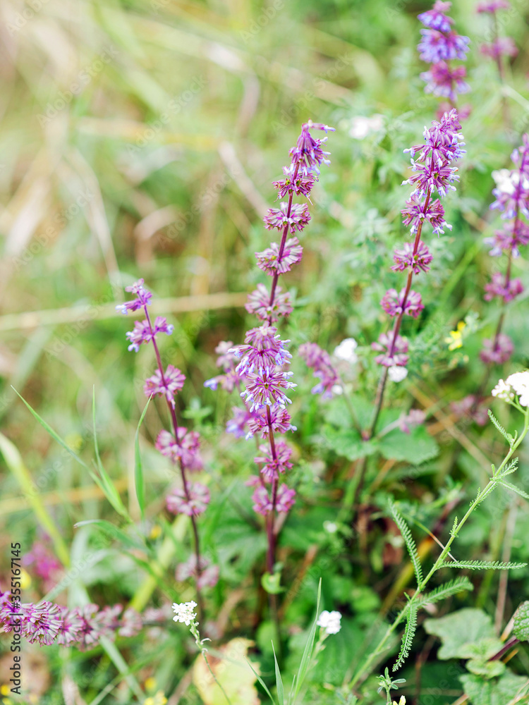 Purple wildflowers growing on lawn. Macro, closeup view. Fresh summertime nature. Purple wildflowers growing on lawn. Macro, closeup view. Fresh summertime nature.
