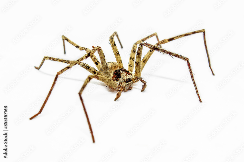 Dead of spider on white background Dead of spider on white background