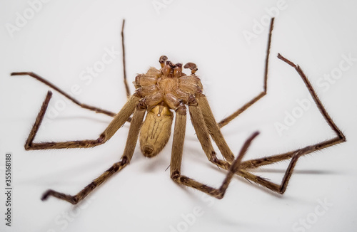 Dead of spider on white background