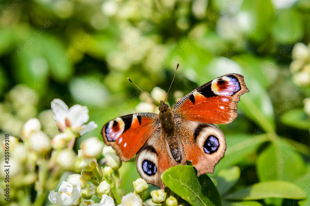 Beautiful Peacock Butterfly on white flowers close up Beautiful Peacock Butterfly on white flowers close up