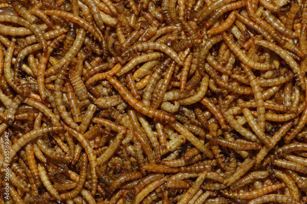 The mealworms texture