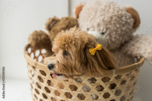 Toy poodle sit in brown basket with two soft toys
