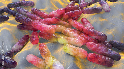 Probiotic bacteria Lactobacillus photo