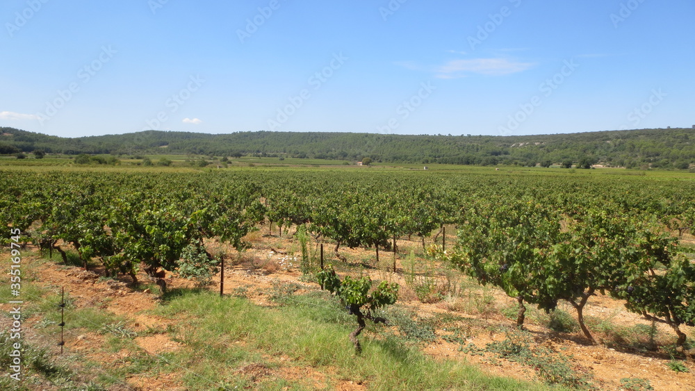 Naklejka premium Weinberg