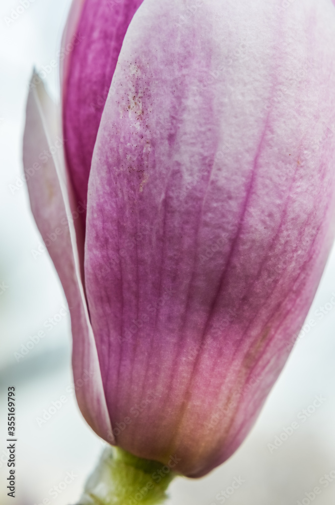beautiful purple and white magnolia flower blooming in the spring sunlight