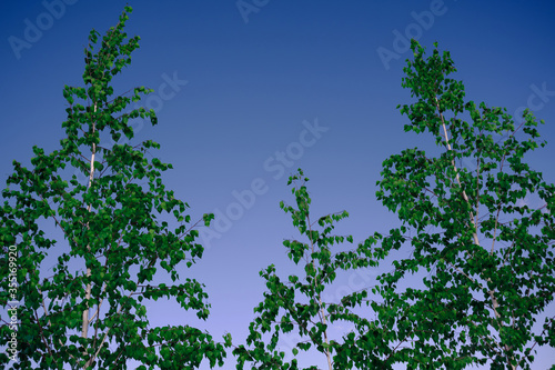 Young birches trees and blue skies. Spring birch branch with young leaves against a blue sky. Image with space for text.