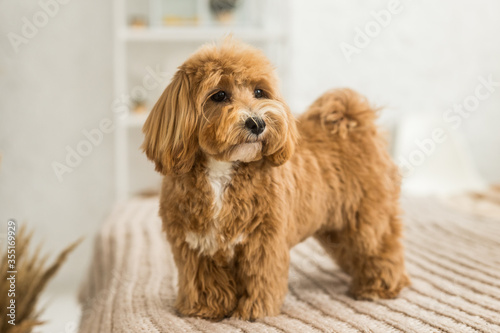 Fluffy toy poodle stand on bed with brown cover © Роман Котиков