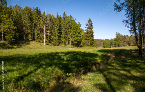 Shady meadow at the edge of the forest on a summer day