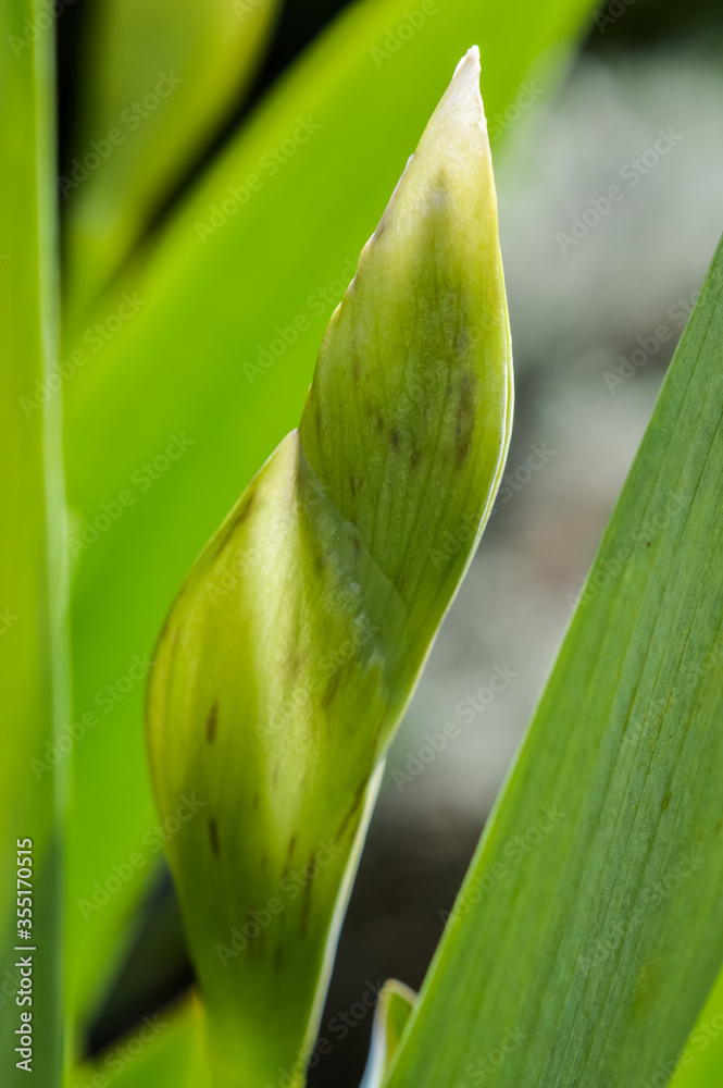 Obraz premium iris buds close up still hidden with leaf and back lit