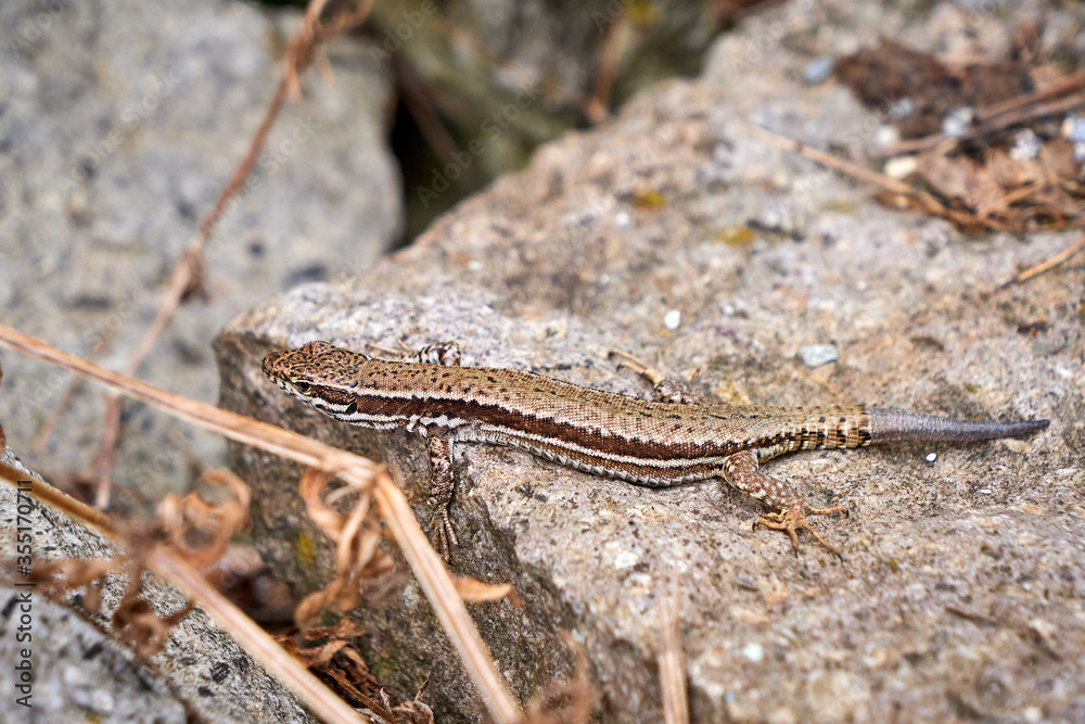 Common Wall Lizard (Podarcis muralis) tail regeneration