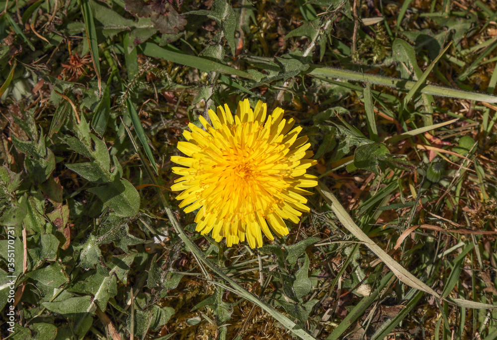 Yellow dandelion flower in the meadow. Yellow dandelion flower in the meadow.