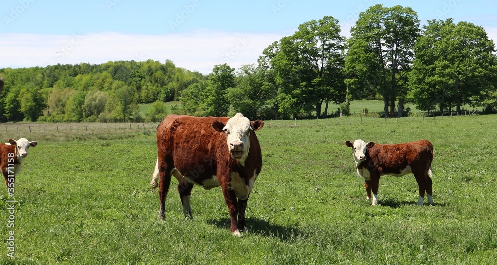 Hereford cow in the pasture field with two little calves