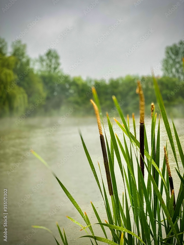 Obraz premium reeds on the lake