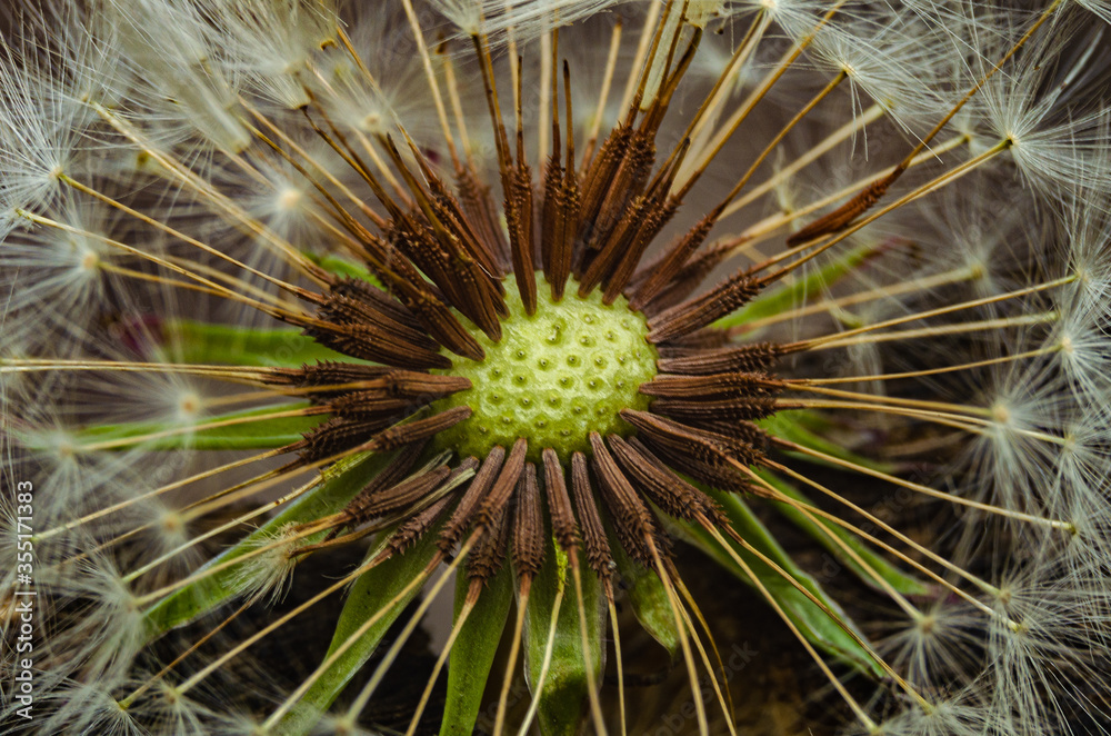 Dandelion seed head after the wind .Close-up. macro Dandelion seed head after the wind .Close-up. macro