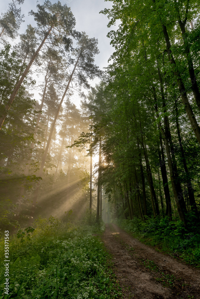 Fototapeta premium path in the forest