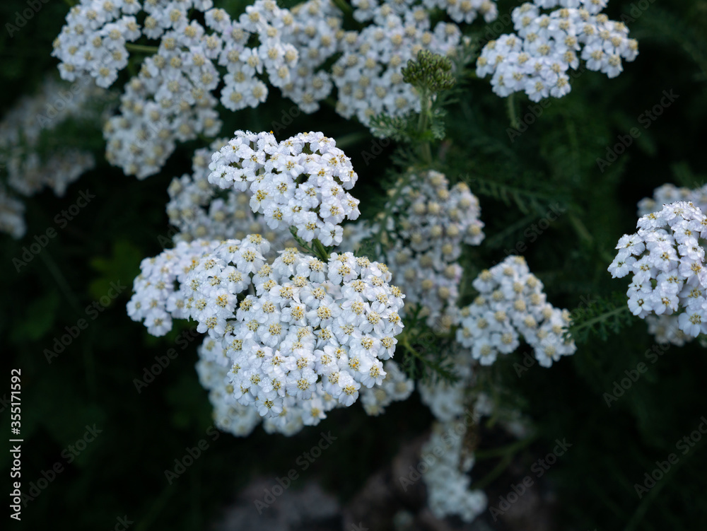 Bunch of White Achillea Nobilis Flowers Blooming