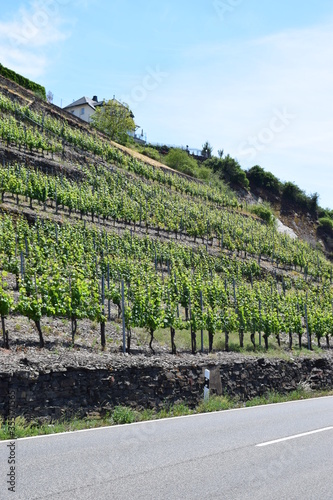 Steile Weinberge an der Untermosel photo