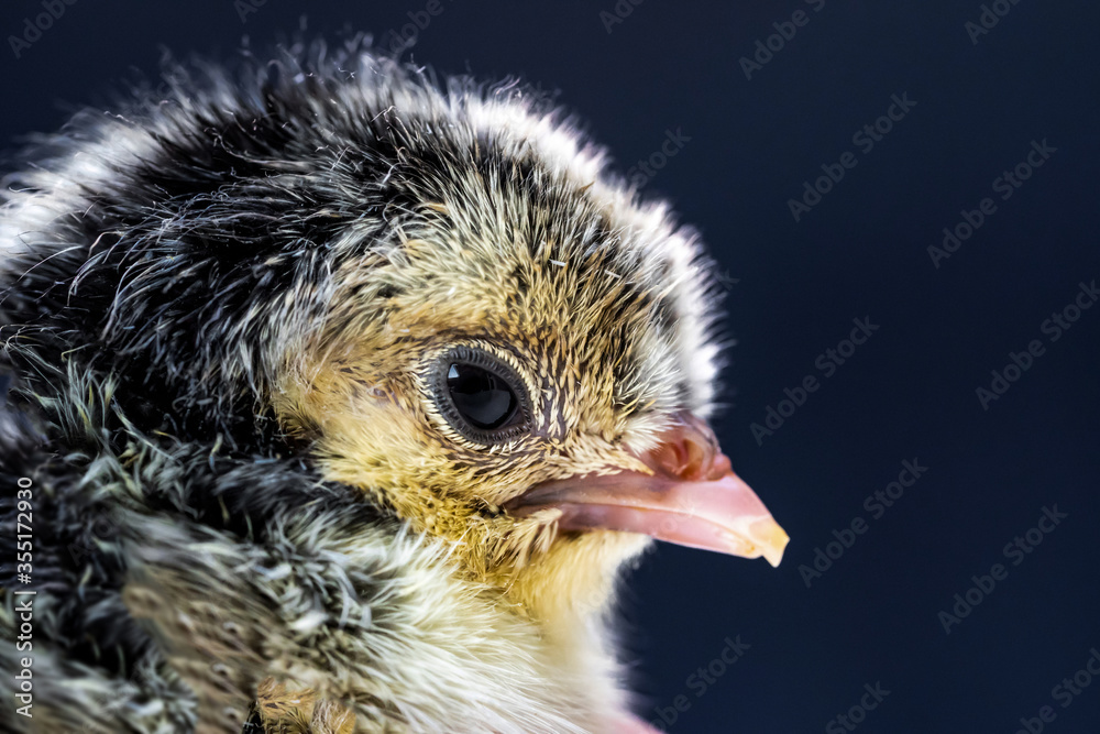 Obraz premium Close up macro photography baby black Appenzeller chick on dark blue background.